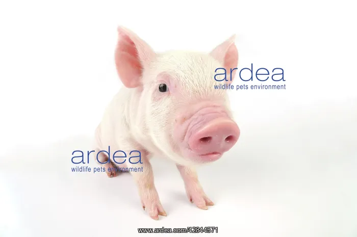  : Pig. Middle White piglet