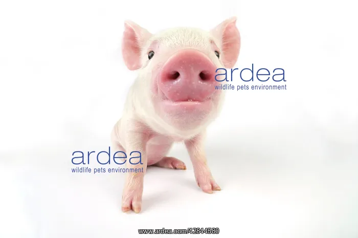  : Pig. Middle White piglet