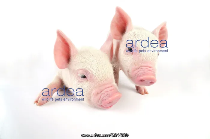  : Pig. Middle White piglet