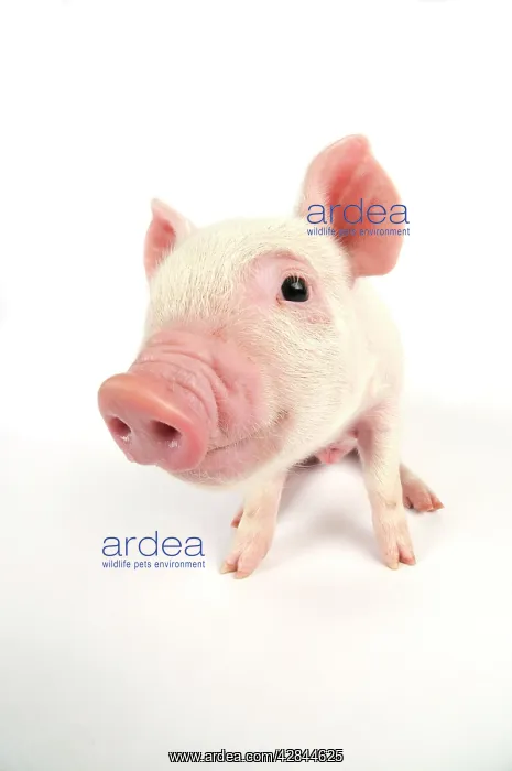  : Pig. Middle White piglet