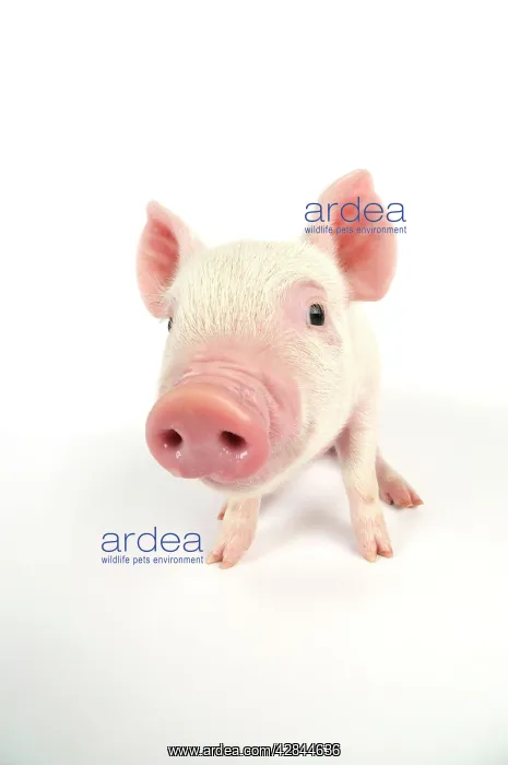  : Pig. Middle White piglet