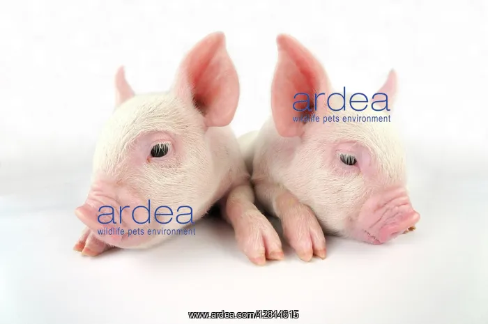  : Pig. Middle White piglets