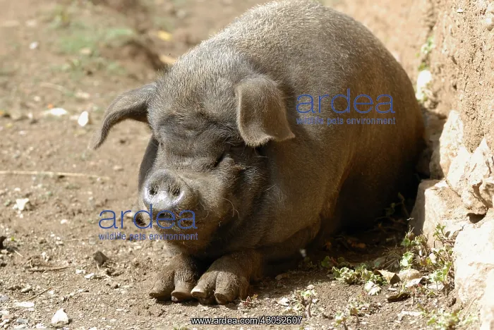 : A pig in a Moso village near Lugu Lake Yunnan : A pig in a Moso village near Lugu Lake Yunnan