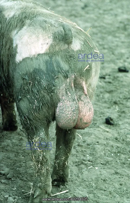  : Pig - muddy backside and testicles