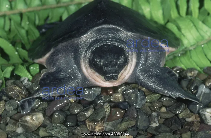 : Pig-nosed Turtle : Pig-nosed Turtle
