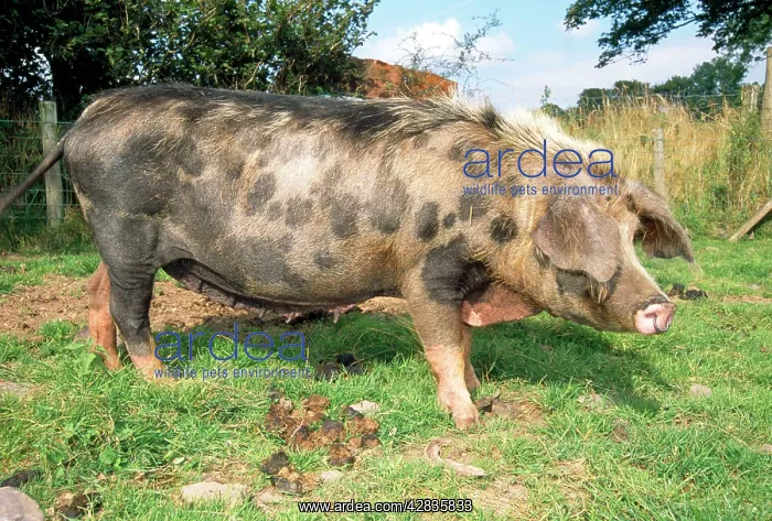 : PIG - Oxford Sandy and Black Pig : PIG - Oxford Sandy and Black Pig
