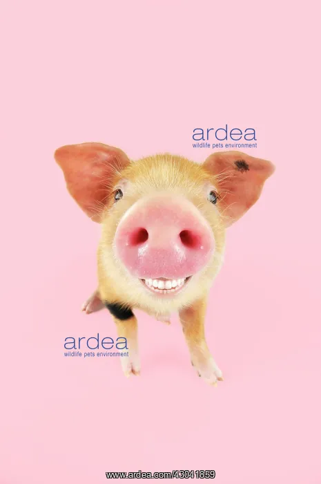  : Pig. Oxford sandy and black piglet smiling