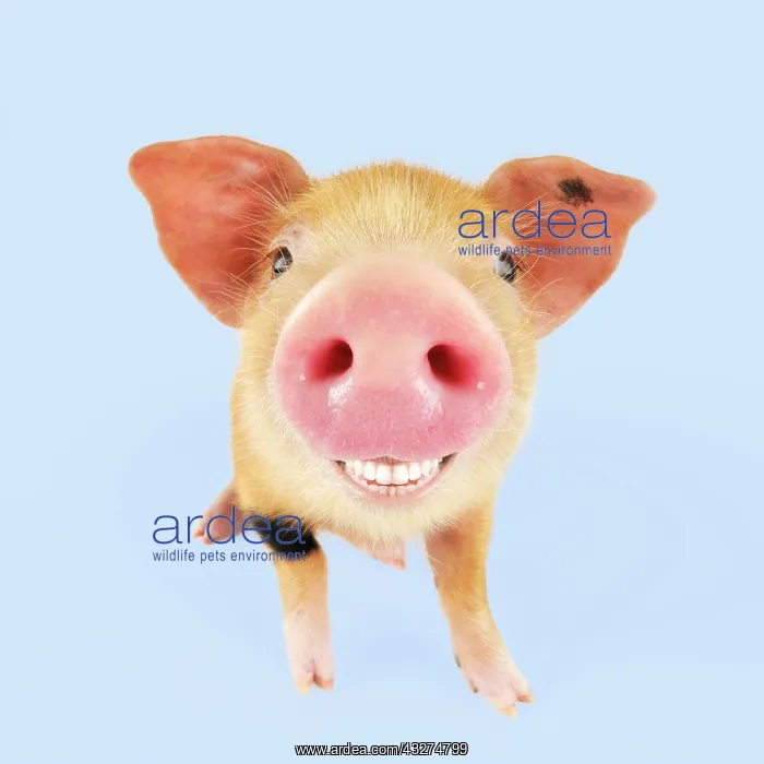 : Pig. Oxford sandy and black piglet smiling : Pig. Oxford sandy and black piglet smiling