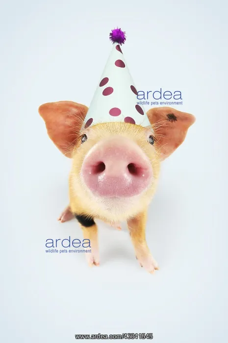 : Pig. Oxford sandy and black piglet wearing Birthday : Pig. Oxford sandy and black piglet wearing Birthday