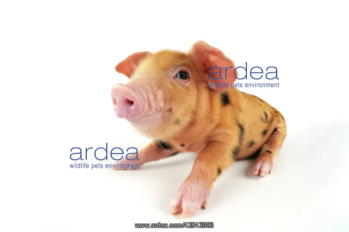 : Pig. Oxford sandy and black piglet on white background : Pig. Oxford sandy and black piglet on white background