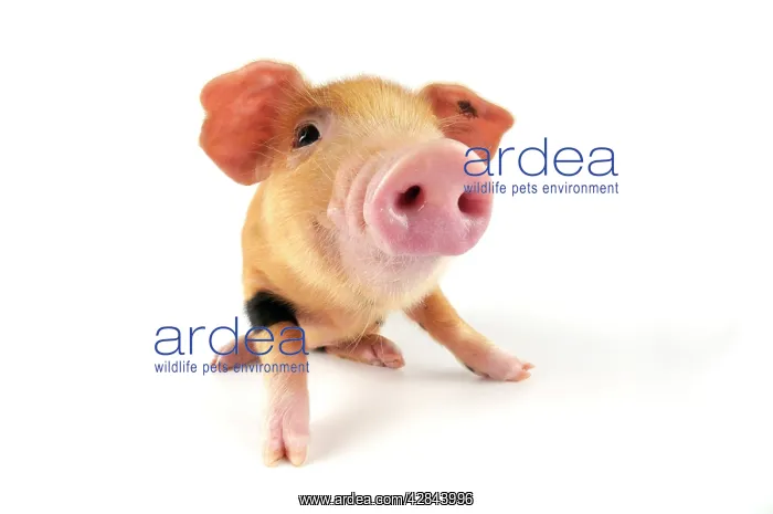 : Pig. Oxford sandy and black piglet on white background : Pig. Oxford sandy and black piglet on white background