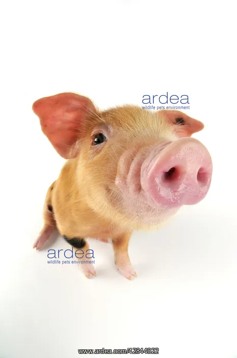: Pig. Oxford sandy and black piglet on white background : Pig. Oxford sandy and black piglet on white background
