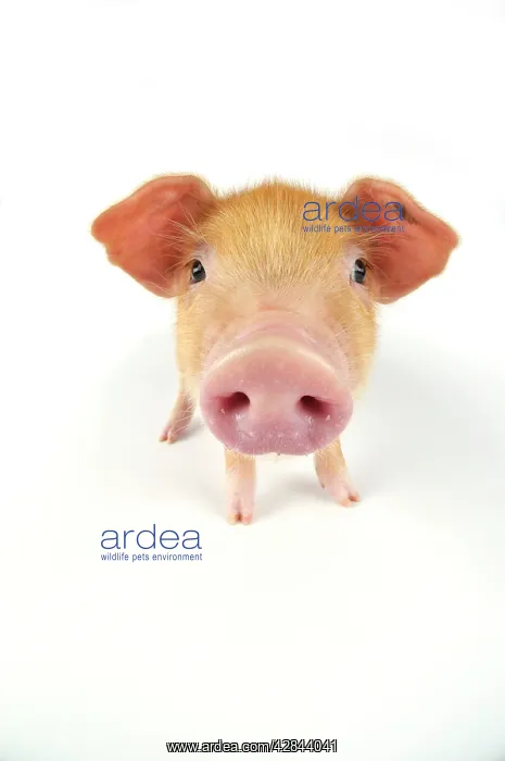 : Pig. Oxford sandy and black piglet on white background : Pig. Oxford sandy and black piglet on white background