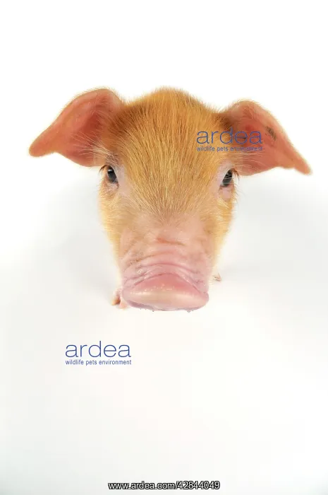 : Pig. Oxford sandy and black piglet on white background : Pig. Oxford sandy and black piglet on white background