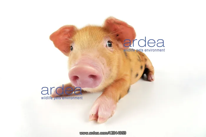 : Pig. Oxford sandy and black piglet on white background : Pig. Oxford sandy and black piglet on white background