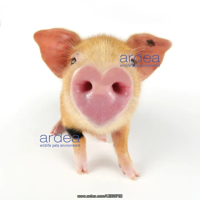 : Pig. Oxford sandy and black piglet on white background with : Pig. Oxford sandy and black piglet on white background with