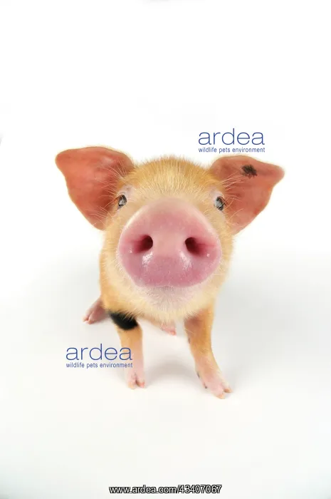 : Pig. Oxford sandy and black piglet on white background : Pig. Oxford sandy and black piglet on white background