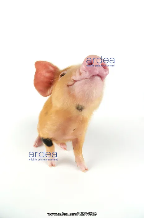  : Pig. Oxford sandy piglet on white background