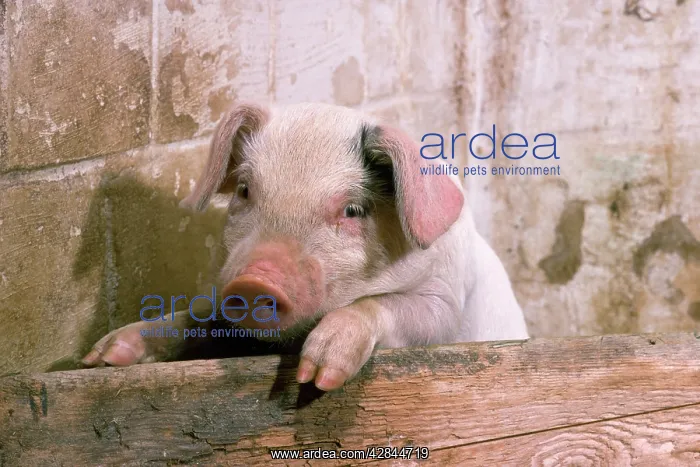 : Pig - piglet : Pig - piglet