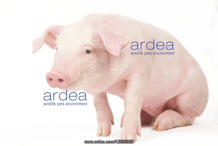  : Pig - Piglet