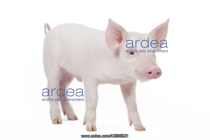  : Pig - Piglet