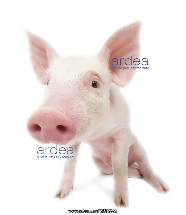  : Pig - Piglet