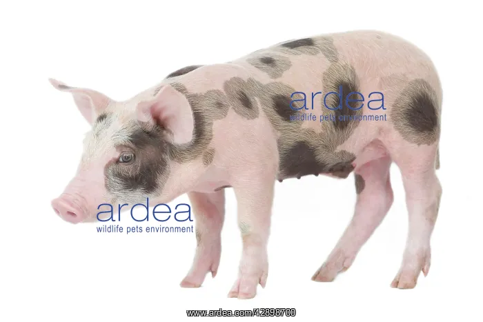  : Pig - Piglet