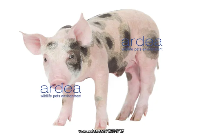 : Pig - Piglet