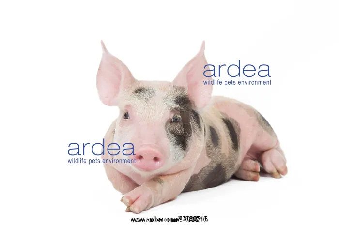  : Pig - Piglet