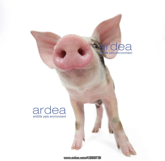  : Pig - Piglet