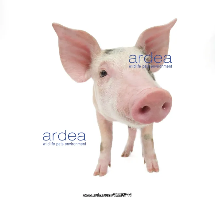  : Pig - Piglet