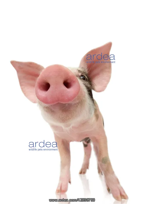  : Pig - Piglet