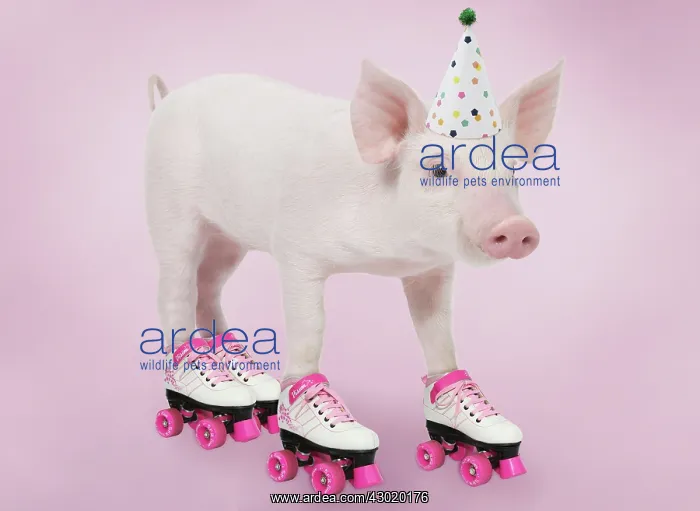 : Pig - Piglet : Pig - Piglet