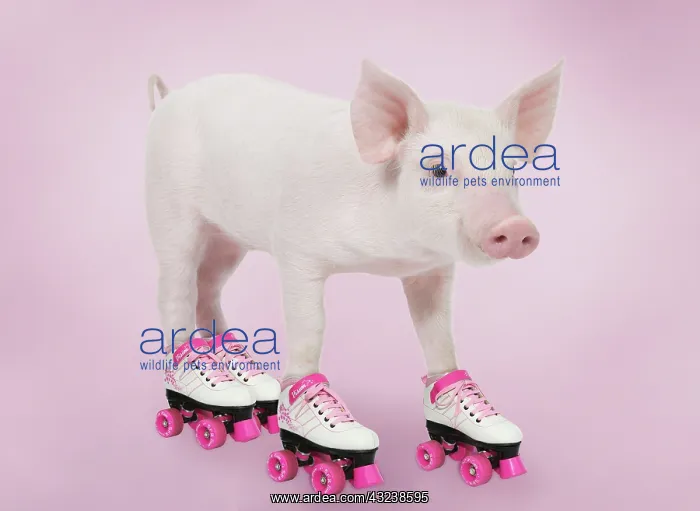 : Pig - Piglet : Pig - Piglet