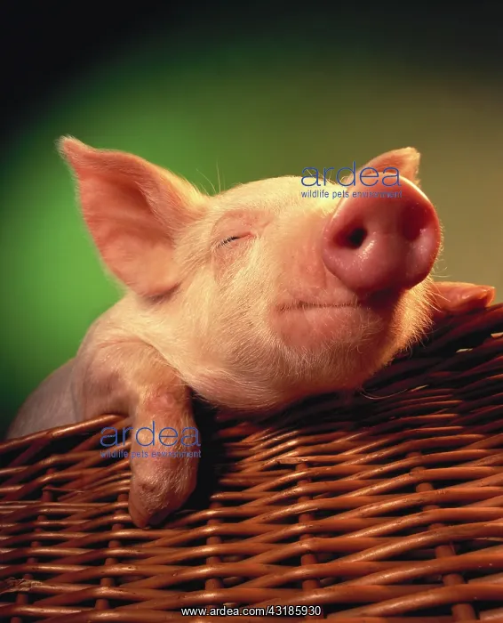 : Pig - Piglet in a basket : Pig - Piglet in a basket