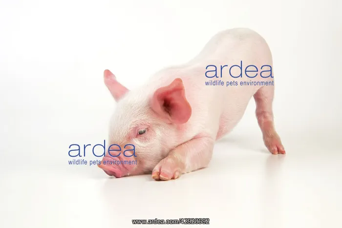  : PIG - Piglet bowing