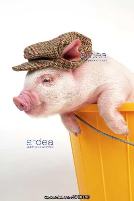  : PIG - Piglet in a bucket wearing a hat