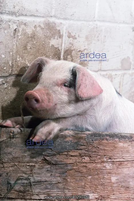 : PIG - piglet with feet on sty : PIG - piglet with feet on sty