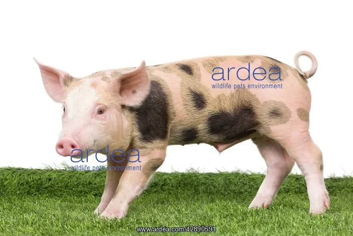  : Pig - Piglet on grass