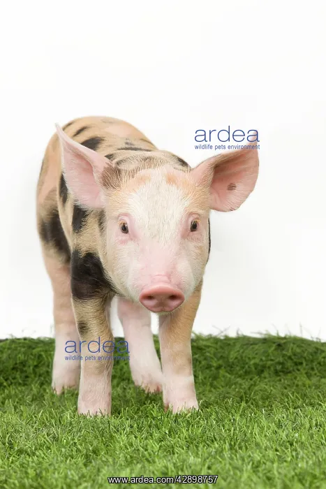  : Pig - Piglet on grass