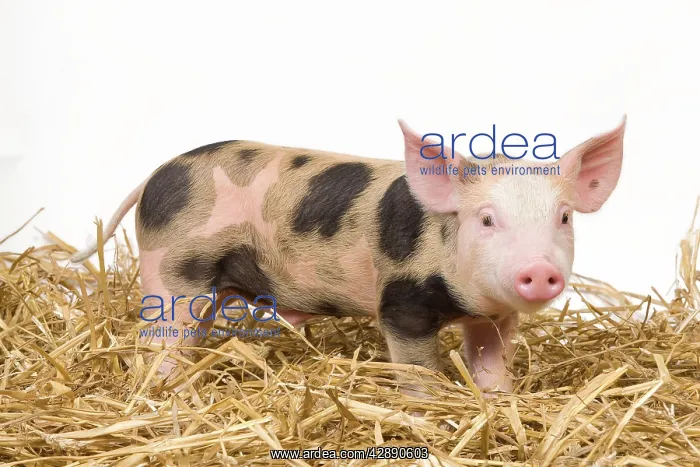  : Pig - Piglet on hay