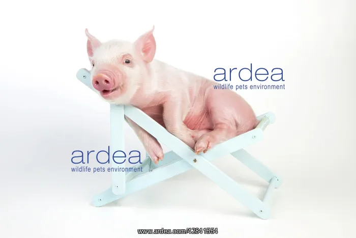  : PIG - Piglet laying in deckchair