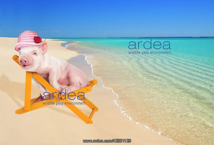  : PIG - Piglet laying in deckchair wearing hat on beach