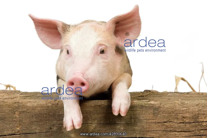  : Pig - Piglet looking over fence