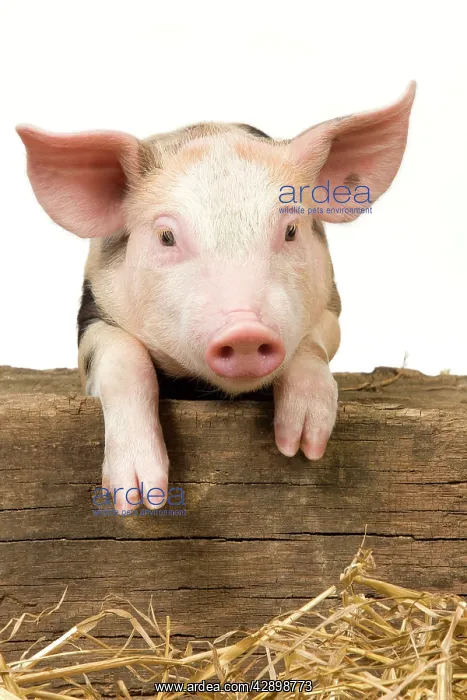  : Pig - Piglet looking over fence