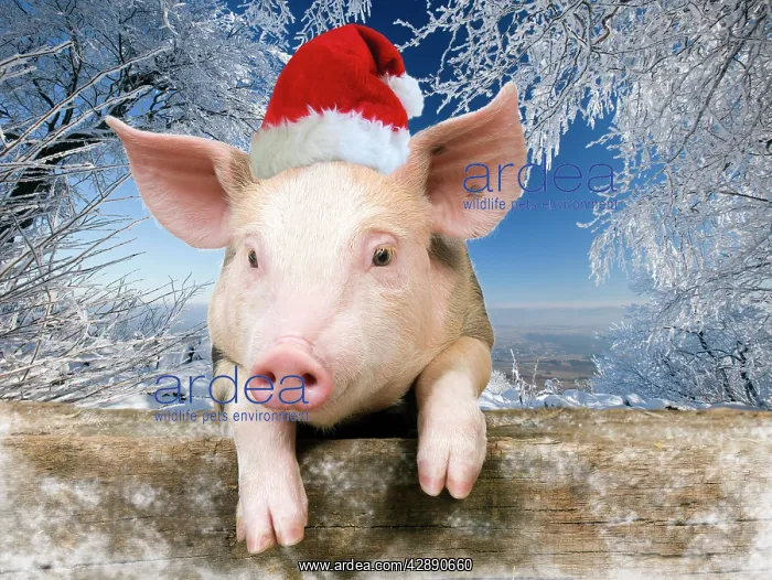 : Pig - Piglet looking over fence wearing Christmas : Pig - Piglet looking over fence wearing Christmas