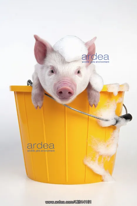 : PIG - Piglet sitting in a bucket covered in soap suds : PIG - Piglet sitting in a bucket covered in soap suds