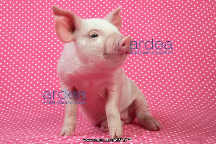  : PIG - Piglet sitting on pink spotty blanket