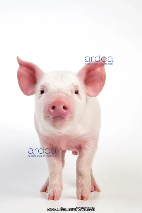 : PIG - Piglet standing : PIG - Piglet standing