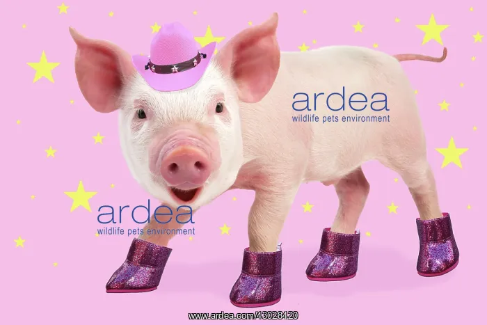 : PIG - Piglet standing dancing wearing pink boots : PIG - Piglet standing dancing wearing pink boots